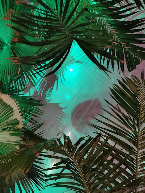 Un fond vert avec des feuilles de palmier et le mot palm dessus.