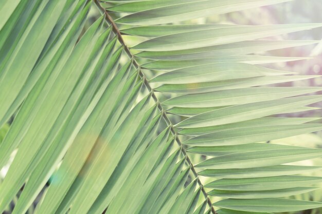 Fond vert des feuilles de palmier tropical