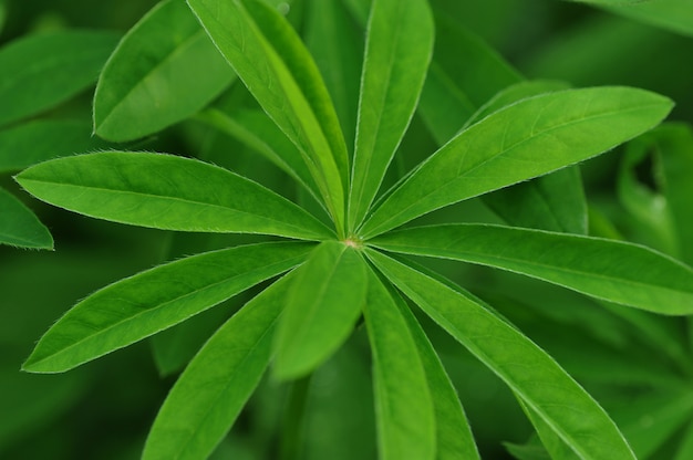 Fond vert des feuilles