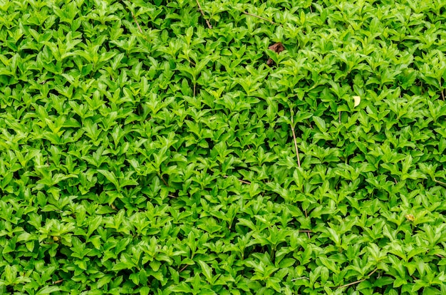 Fond vert frais sur le jardin