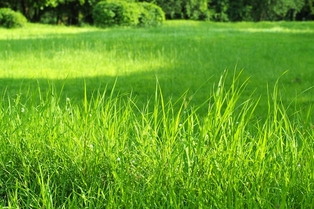 Fond vert d&#39;herbe verte