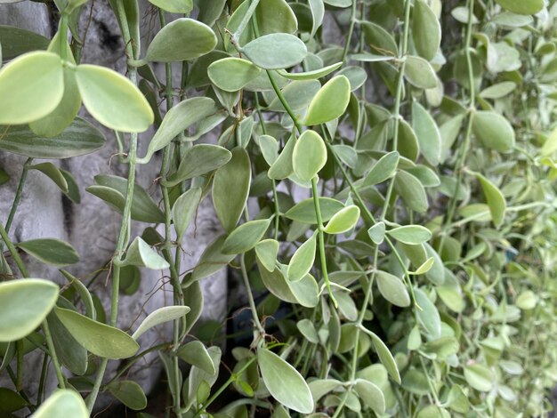 Fond vert laisse fond fond de plante ornementale C'est une belle plante ornementale