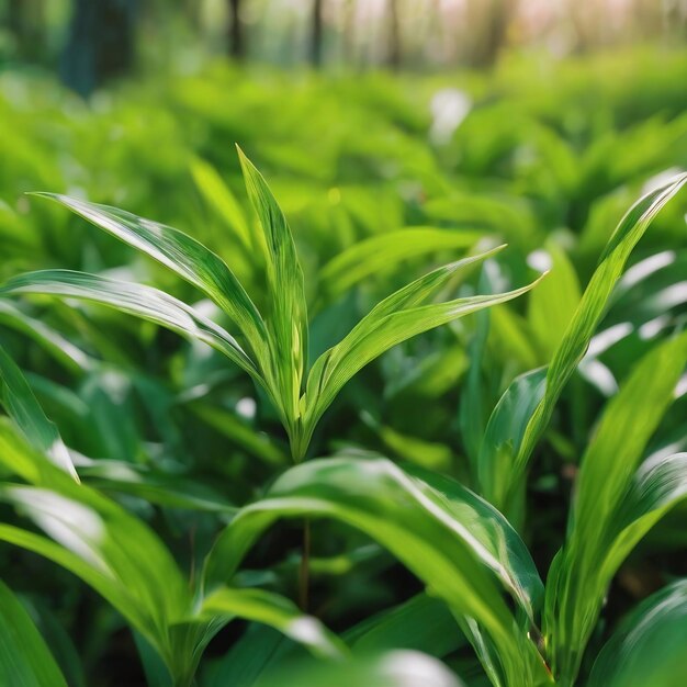 Le fond vert de la nature est flou.