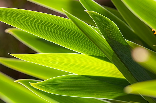 Fond vert nature avec des feuilles au printemps prises avec objectif macro