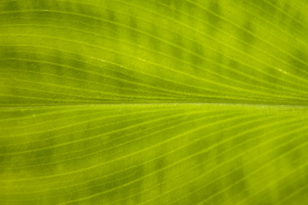 Fond vert naturel abstrait palmier rayé