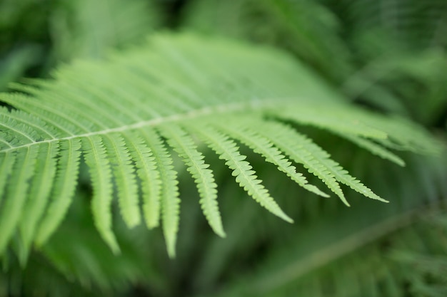 Fond vert naturel, espace de copie