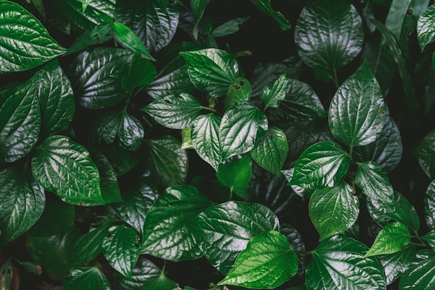 Fond vert naturel de feuille verte