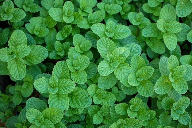 Fond vert naturel de feuilles de menthe dans le jardin