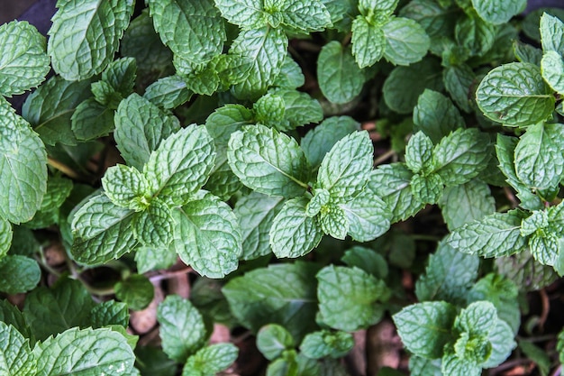 Fond vert naturel de feuilles de menthe