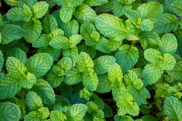 Fond vert naturel de feuilles de menthe