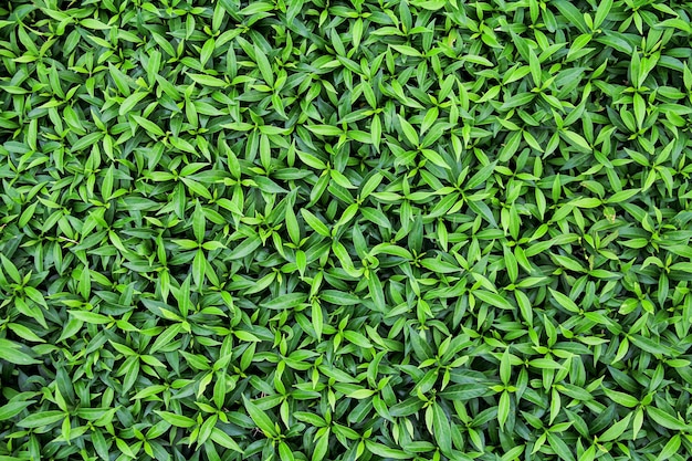 Fond vert naturel de feuilles vertes