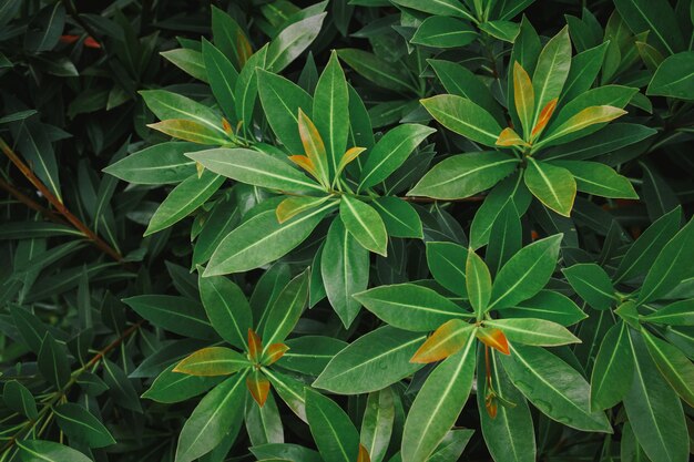 Fond vert naturel de feuilles vertes