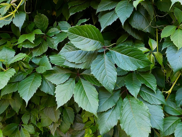 fond vert naturel de feuilles de vigne sauvage