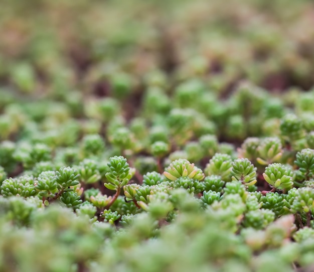 Fond vert avec de petites plantes grasses sedum dans la toile de fond de la nature du jardin