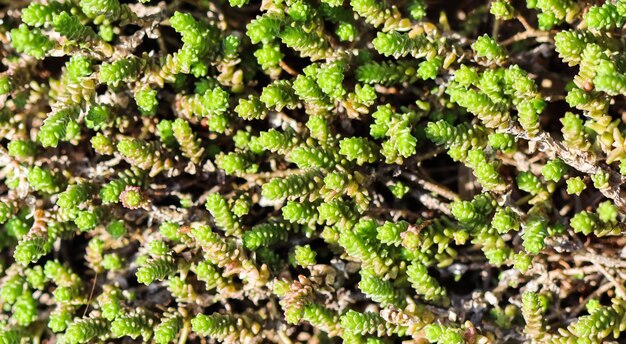 Fond vert avec de petites plantes grasses sedum dans la toile de fond de la nature du jardin