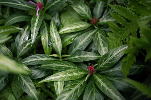 Fond vert avec plante tropicale