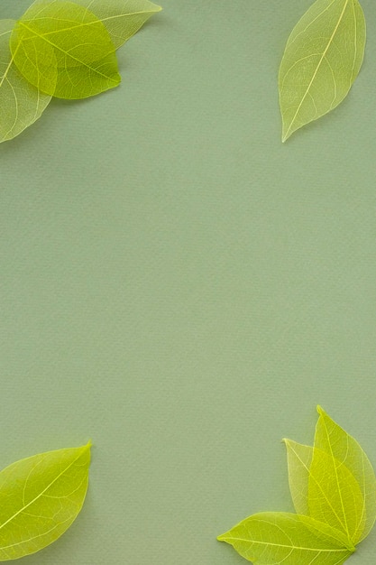 Fond vert avec des squelettes de feuilles ou de pétales dans les coins de la feuille Vue de dessus du plan plat espace de copie pour la conception de texte