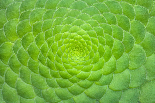 Fond vert symétrique des plantes succulentes de cactus, gros plan.