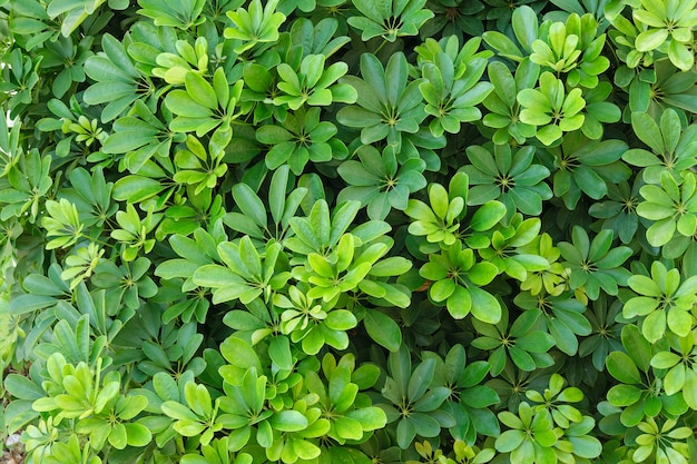 Fond vert végétal, texture de feuilles lumineuses exotiques