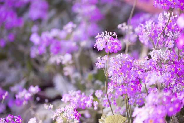 Fond violet avec de petites fleurs