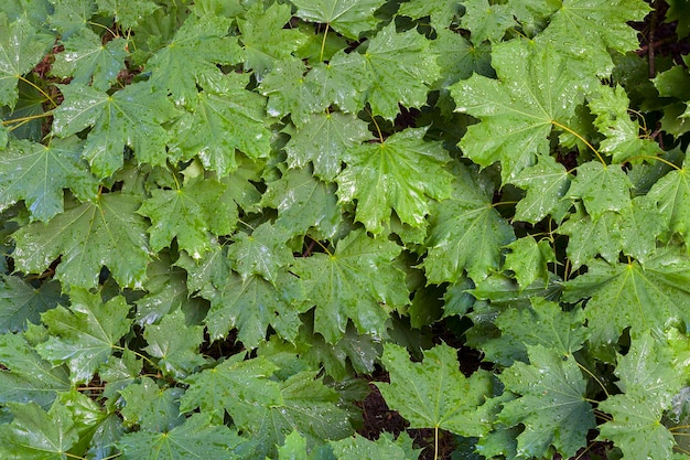 Fond vivant de feuillage d'érable vert