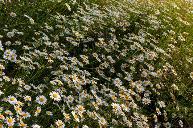 Photo fond vivant de marguerites en fleurs