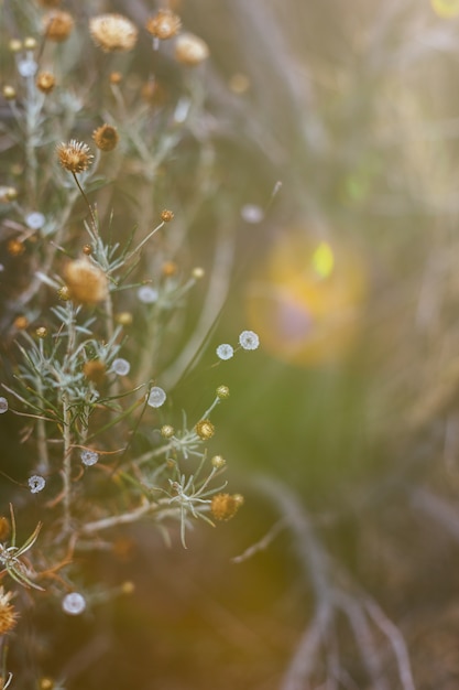 Photo fondo de plantes et fleurs de bosque.