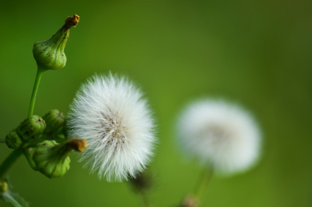 fondos et textures de naturaleza