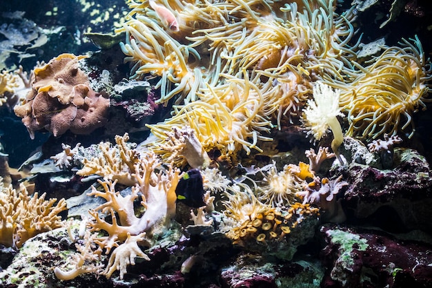 fonds marins avec poissons et récifs coralliens