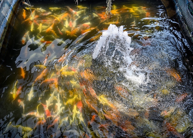 La fontaine coulant avec des poissons koi colorés nageant