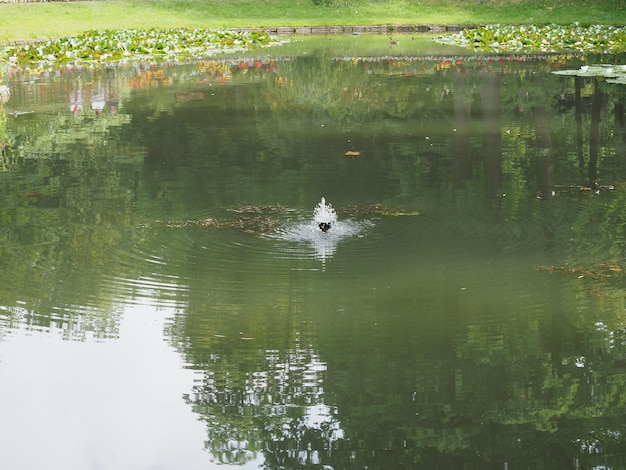 Fontaine dans un bassin