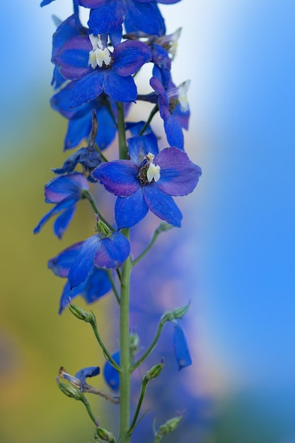 Fontaine Magique Delphinium dans le jardin Collection delphinium double fleur bleue