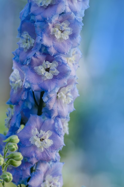 Fontaine Magique Delphinium dans le jardin Collection delphinium double fleur bleue