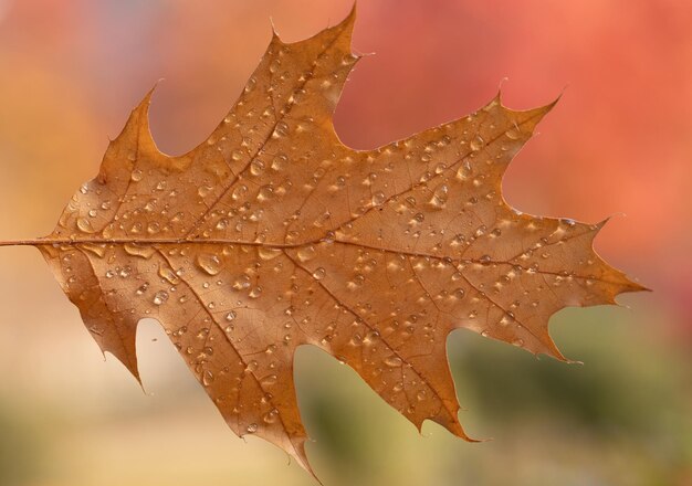 Fonte jaune tombée avec des gouttes de dosha illuminées par la chaleur du soleil. Macro. Concept, pluies d'automne et changement de temps.