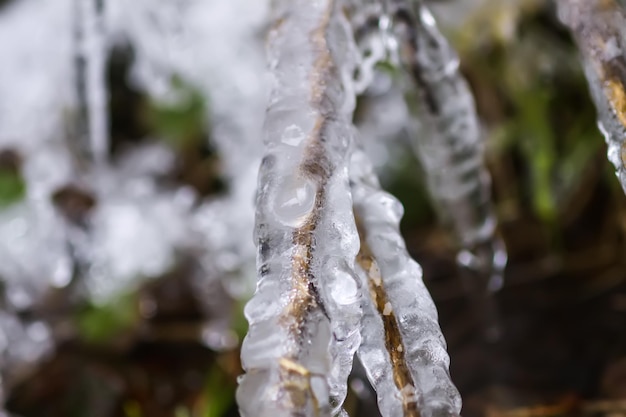 Fonte de la neige et de la glace sur l'herbe dans la forêt sauvage Changement de saison dans la nature