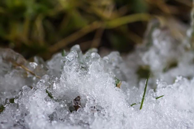 Fonte de la neige et de la glace sur l'herbe dans la forêt sauvage Changement de saison dans la nature