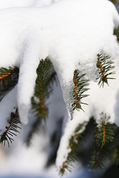 La fonte des neiges au printemps un glaçon formé sur un conifère