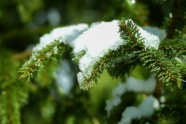 La fonte des neiges sur les branches vertes de sapin épineux à l'extérieur.