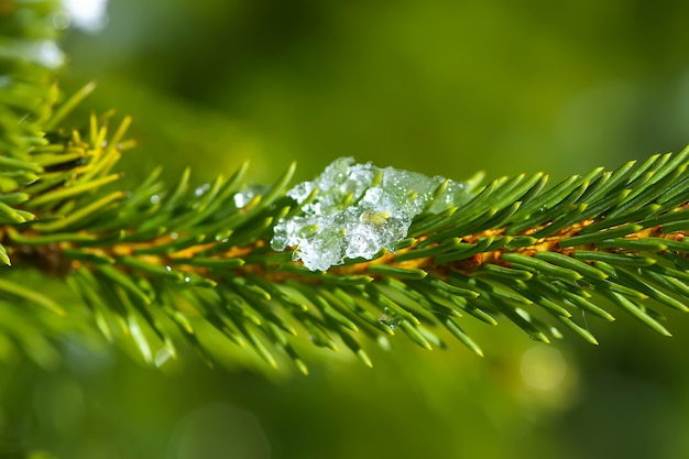 La fonte des neiges sur les branches vertes de sapin épineux à l'extérieur.