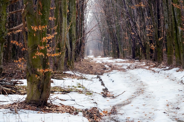 La fonte des neiges dans la forêt de printemps avec une route couverte de neige fondue