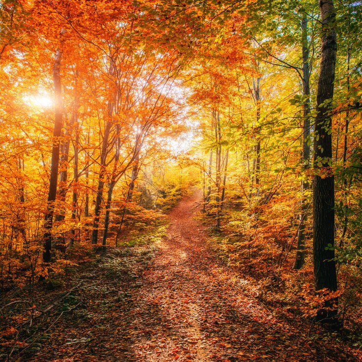 Photo forest road à l'automne. paysage.