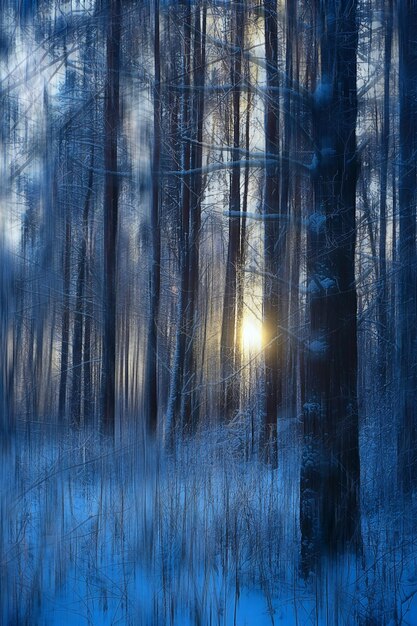 forêt abstraite lignes verticales d'hiver floues / fond de forêt d'hiver, paysage abstrait