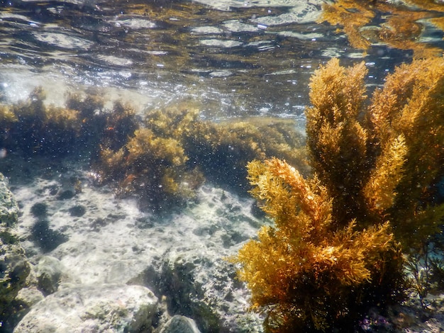 Forêt d'algues, algues sous-marines, algues eaux peu profondes près de la surface