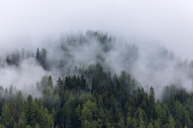 Forêt alpine brumeuse dans les Dolomites italiennes un jour d'été brumeux