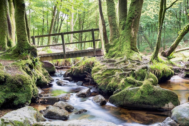 Forêt ancienne