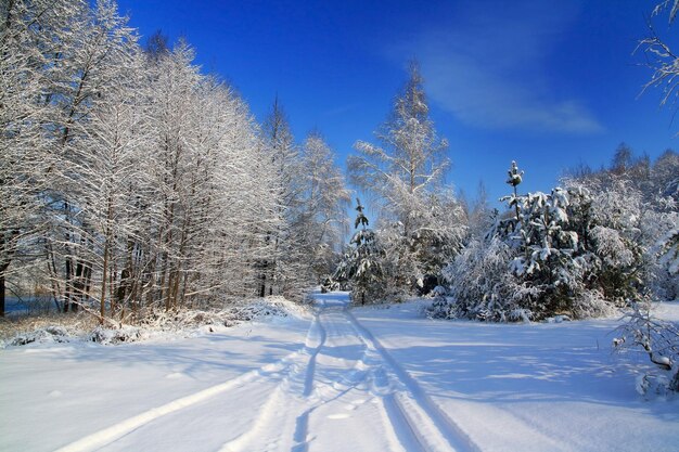 Forêt après une chute de neige Belle carte de Noël de paysage d'hiver