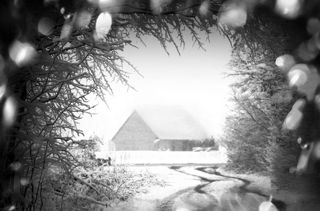 Photo forêt après le grésil paysage de forêt d'hiver monochrome