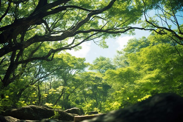 une forêt avec un arbre en arrière-plan