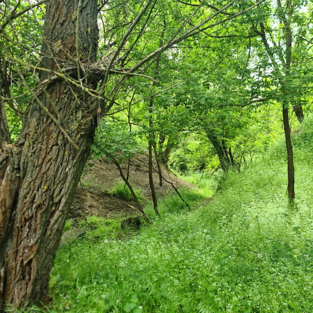 Une forêt avec un arbre et un chemin qui contient beaucoup d'herbe.