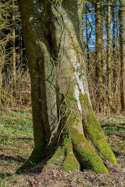 Forêt et arbres au tout début du printemps Danemark Une photo de la beauté de la forêt au début du printemps